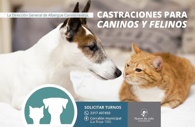 Sigue la campaña de salud para las mascotas