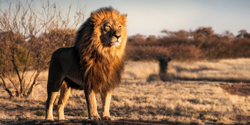 Se celebra el día del Rey de la Selva: el León | Cadena Nueve - Diario  Digital