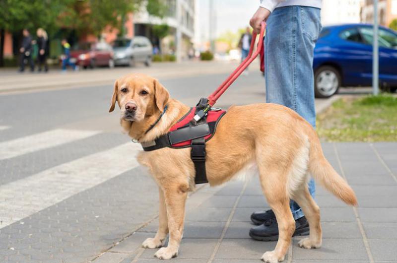 Se Conmemora El Día Internacional Del Perro Guía O Perro De Trabajo