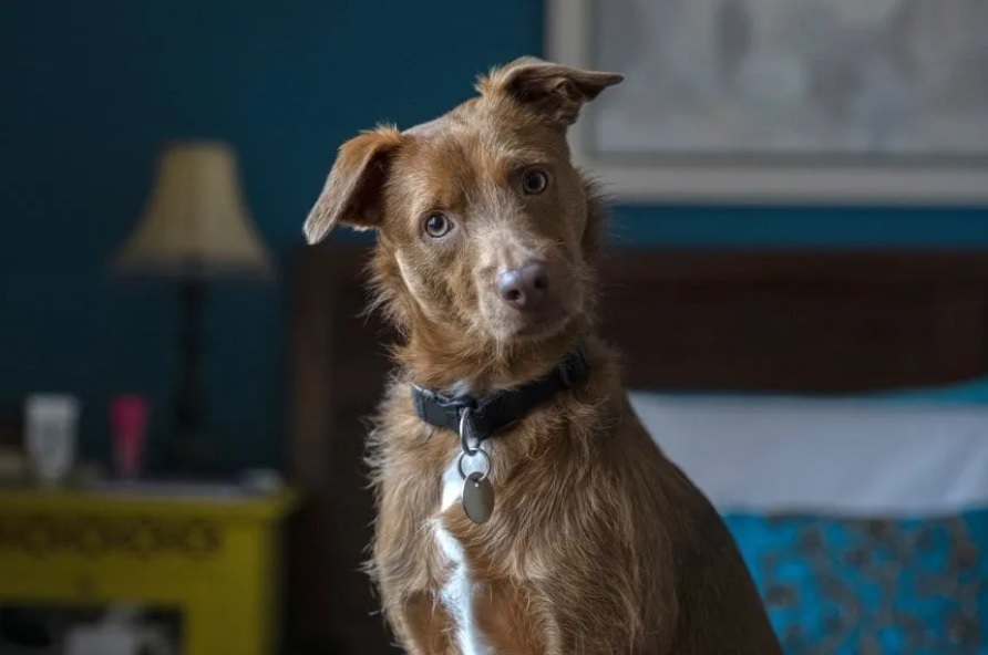 hay un dia internacional del perro