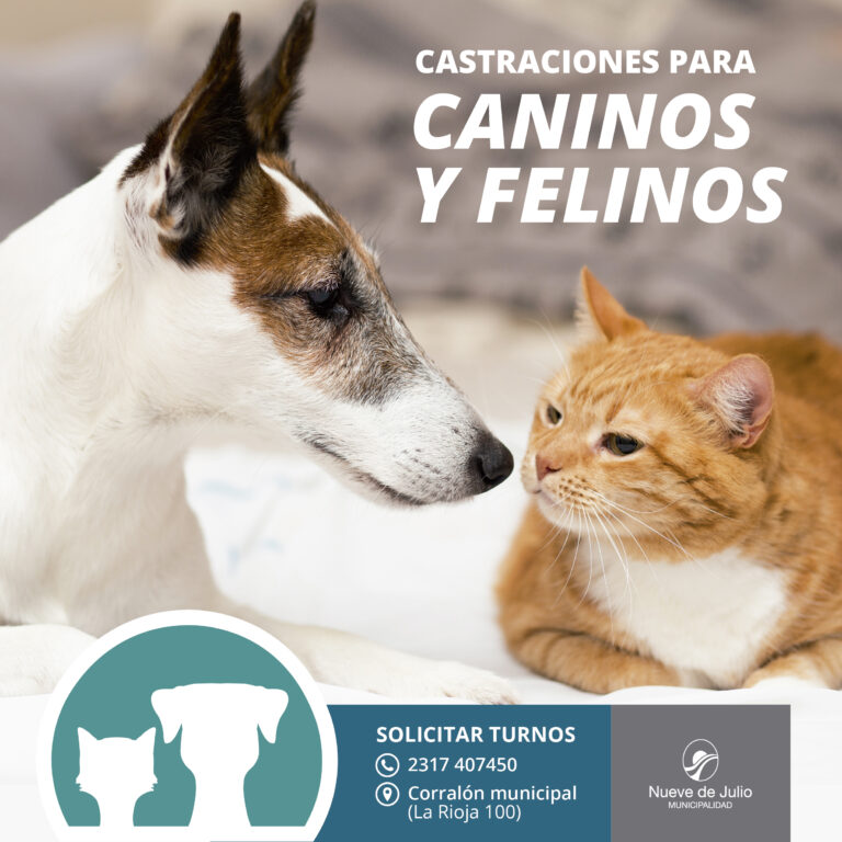 Continúan efectuándose castraciones de caninos y felinos