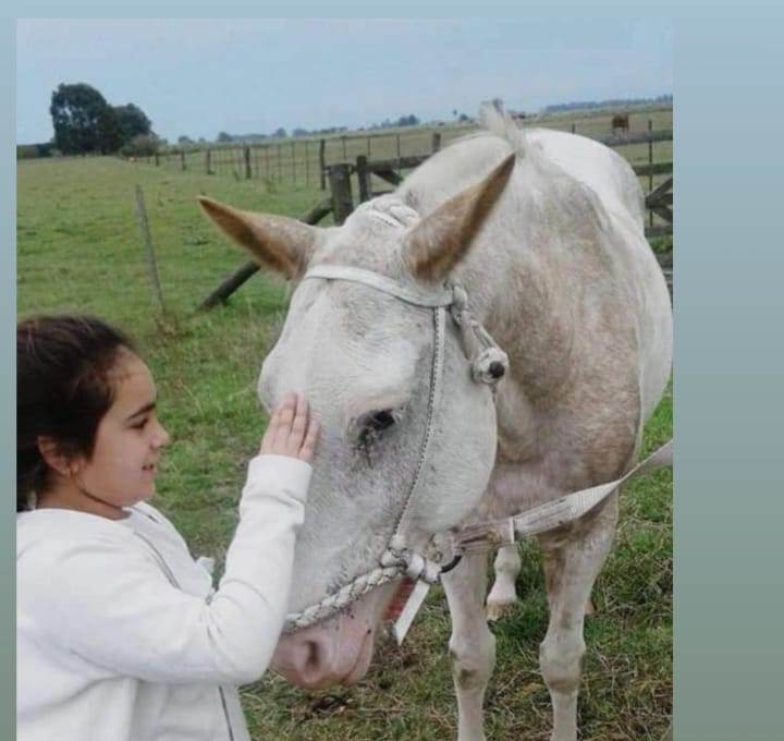 Diecisiete caballo ‘se esfumaron’ de una quinta cercana al Autódromo nuevejuliense